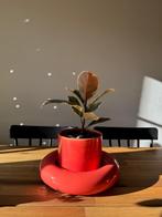 Ficus elastica tree, Huis en Inrichting, Kamerplanten, Ophalen, Ficus, Halfschaduw, Minder dan 100 cm