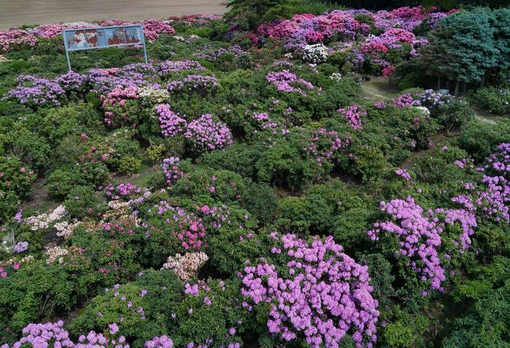 Grote Rhododendrons van eigen kwekerij, Tuin en Terras, Planten | Tuinplanten, Vaste plant, Overige soorten, Halfschaduw, Lente
