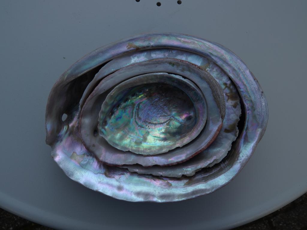 Abalone oorschelpen, Verzamelen, Ophalen, Schelp(en)