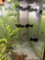 black molly, Dieren en Toebehoren, Vissen | Aquariumvissen