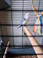 Agapornis met kooi! Rosseicolie!, Mannelijk, Dwergpapegaai of Agapornis, Geringd
