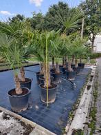 Trachycarpus fortunei of chinese waaierpalm, Tuin en Terras, Planten | Bomen, Minder dan 100 cm, Zomer, Palmboom, Ophalen