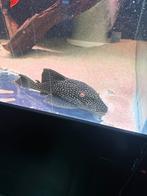 L330 full spotted 25/30 cm, Dieren en Toebehoren, Vissen | Aquariumvissen, Vis
