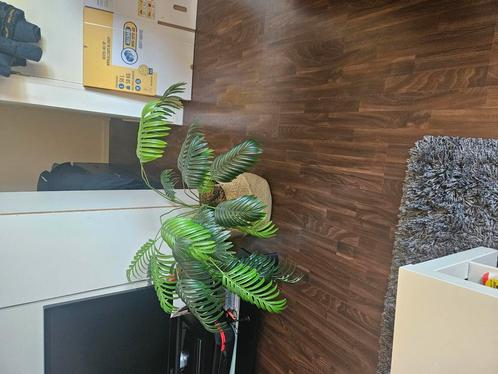 Palm plant (nep) + mand, Huis en Inrichting, Kamerplanten, Overige soorten, Minder dan 100 cm, Ophalen