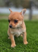 Te koop leuke chihuahua x dwergkees pup, Dieren en Toebehoren, Honden | Niet-rashonden, Nederland, Reu, 8 tot 15 weken, Eén hond