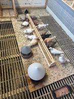 Kleur postduiven, Dieren en Toebehoren, Vogels | Duiven, Meerdere dieren, Postduif
