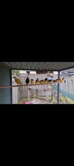 13 gouldamadines, Meerdere dieren