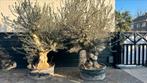 Onwijs mooie laag vertakt olijfboom, Tuin en Terras, Planten | Bomen, 100 tot 250 cm, Olijfboom, Zomer, Ophalen