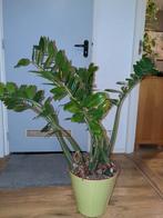 Zamioculcas Zamiifolia (ZZ Plant) Kamerplant, Ophalen, 100 tot 150 cm, Overige soorten, Halfschaduw