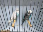 Mooi koppel engelse grasparkieten, Meerdere dieren, Parkiet, Geringd
