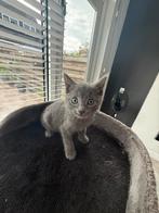 Lieve Kittens | Blauw rus | Britse kortharen, Meerdere dieren, 0 tot 2 jaar