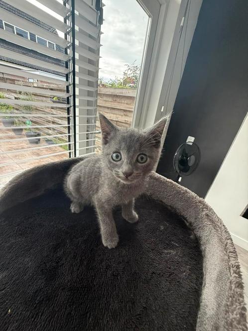 Lieve Kittens | Blauw rus | Britse kortharen, Dieren en Toebehoren, Katten en Kittens | Raskatten | Korthaar, Meerdere dieren