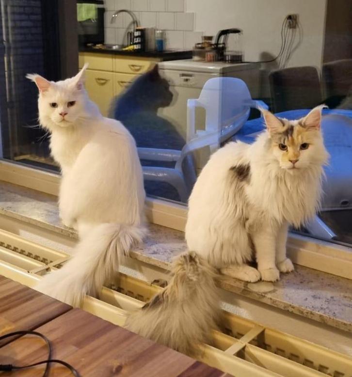 Herplaatsing Maine Coons ivm omstandigheden moeten samen, Dieren en Toebehoren, Katten en Kittens | Raskatten | Langhaar, Meerdere dieren