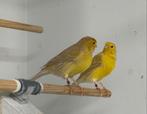 TE KOOP 4 ISABELLEN: 3 GEEL EN 1 BRUIN., Dieren en Toebehoren, Vogels | Kanaries, Meerdere dieren, Kleurkanarie