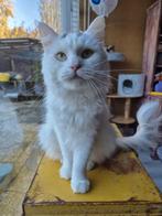 Ragdoll x mainecoon poes, herplaatser, Poes