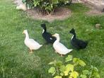 Oud Hollandse kuif eenden, Dieren en Toebehoren, Pluimvee, Vrouwelijk, Eend