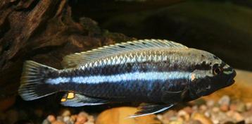 3 x Auratus cichliden beschikbaar voor biedingen