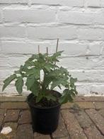 UITVERKOOP Snacktomatenplanten, Ophalen, Zomer, Overige soorten, Volle zon