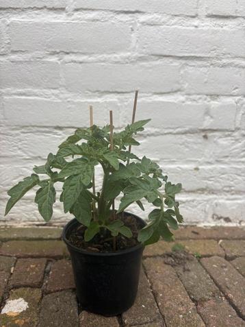 UITVERKOOP Snacktomatenplanten beschikbaar voor biedingen