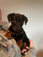 Een lieve, stoereJack Russel pup te koop, Dieren en Toebehoren, Honden | Jack Russells en Terriërs, Rabiës (hondsdolheid), Jack Russell Terriër