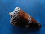 Schelpen: Conus generalis L. f++g 82mm, Verzenden, Schelp(en)