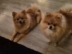 pomeriaan nestje op komst in januari 🥰, Dieren en Toebehoren, Honden | Poolhonden, Keeshonden en Oertypen, Overige rassen, 8 tot 15 weken