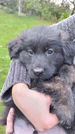 Fantasch mooie,  lieve pups, Dieren en Toebehoren, Rabiës (hondsdolheid), 8 tot 15 weken, Meerdere, Meerdere dieren