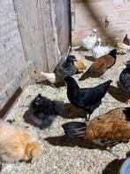 Kippen te koop, Dieren en Toebehoren, Meerdere dieren, Kip