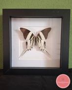 Graphium dorcus vlinder – sierlijke kracht in beweging, Ophalen of Verzenden, Zo goed als nieuw, Insect, Opgezet dier