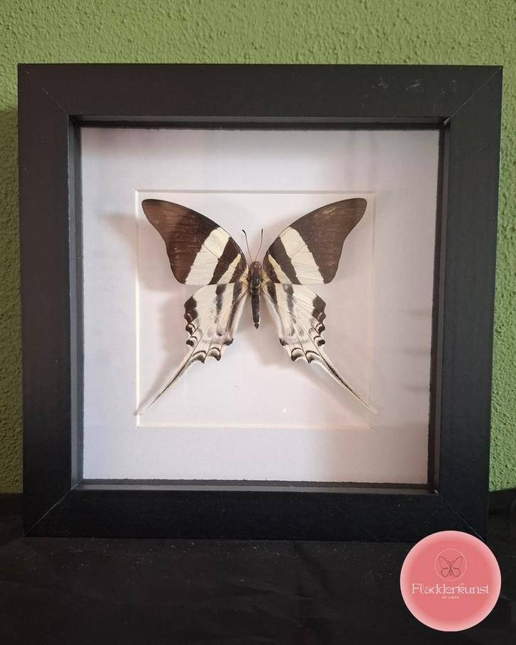 Graphium dorcus vlinder – sierlijke kracht in beweging, Verzamelen, Dierenverzamelingen, Zo goed als nieuw, Opgezet dier, Insect