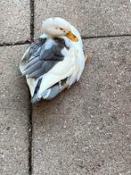 2 kwaker eendjes, Dieren en Toebehoren, Pluimvee, Meerdere dieren, Eend