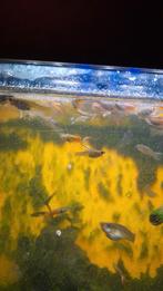 Endler guppen, Dieren en Toebehoren, Vis