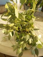 Hoya Lacunosa mint, vers gesneden, Verzenden, Zo goed als nieuw