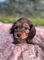 Doxiepoo pups, teckel x poedel 8 weken, Dieren en Toebehoren, Honden | Niet-rashonden, Parvo, Reu, 8 tot 15 weken, Meerdere
