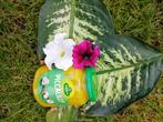 Surinaamse gele sambal piccalilly, Ophalen of Verzenden
