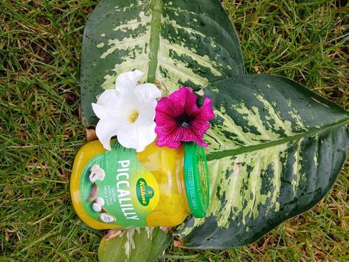 Surinaamse gele sambal piccalilly, Diversen, Levensmiddelen, Ophalen of Verzenden