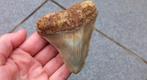 Megalodon haaientand uit Indonesië fossiel, Verzamelen, Mineralen en Fossielen, Ophalen of Verzenden, Fossiel