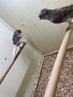 Mooi harlekijn koppel 2025 man gladkop pop kuif, Dieren en Toebehoren, Meerdere dieren, Kleurkanarie