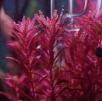 Rode aquariumplanten, Dieren en Toebehoren, Vissen | Aquaria en Toebehoren, Nieuw, Plant(en), Steen of Hout, Ophalen of Verzenden