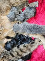 Kittens vandaag geboren 28 april  wees er snel bij, Dieren en Toebehoren