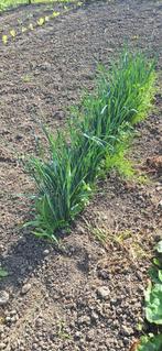 Preiplanten, Ophalen, Zomer, Volle zon