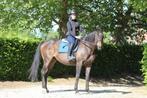 Mooie en betrouwbare merrie, Dieren en Toebehoren, Paarden, Merrie, Zadelmak, Gechipt, 11 jaar of ouder