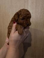 Mini Toy Poodle Meisje Reina – Red (FCI) – Hypoallergeen, Dieren en Toebehoren, Honden | Chihuahua's en Gezelschapshonden, Poedel