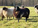 Schoonebeker schapen, Dieren en Toebehoren, Schapen, Geiten en Varkens, Vrouwelijk, Schaap