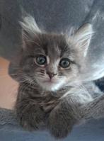 Nog 2 Maine Coon kittens 🐾 mogen nu verhuizen!, Meerdere dieren, Ontwormd, 0 tot 2 jaar