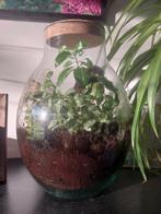 Planten terrarium, Huis en Inrichting, Ophalen of Verzenden