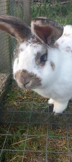 Dekram GROOT LOTHARINGER VLAAMSE REUS, Dieren en Toebehoren, Konijnen, Mannelijk, Groot