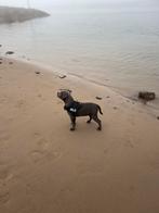 Honden harnas flamingo - “Best Buddy”, Dieren en Toebehoren, Ophalen of Verzenden, Zo goed als nieuw