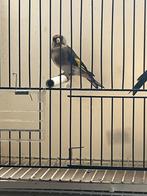 Mooi koppel bloemputters 2025 corect geringd, Dieren en Toebehoren, Vogels | Overige Vogels, Meerdere dieren, Geringd