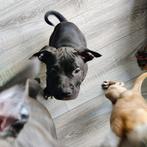 Lieve  pup zoekt goed huis., CDV (hondenziekte), Particulier, 8 tot 15 weken, Reu